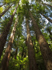 The Sun is Shining Through the Green Leaves of Fern Trees. Green Palm Trees. Tasmanian Tree Fern Forest Scenery. Landscape Without People. Tropical Redwood Forest.
