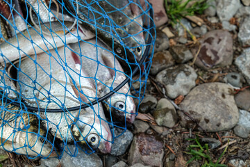 Catch of fish. Big bream and different fish
 on fishing net.  Close up of a fishing net 