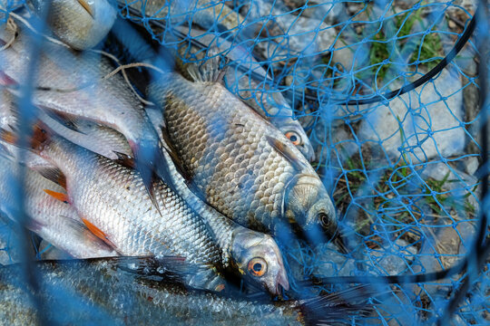 Big bream and different fish in a fish net on a rocky shore. Catch of fish 
