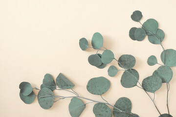 Eucalyptus branches on a beige background. Place for text. Green eucalyptus leaves isolated on neutral color. Floral layout. Horizontal banner mockup. Eucalyptus gunnii Silver Drop. Flat lay Top View