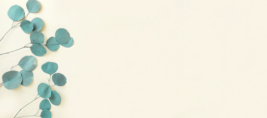 Eucalyptus branches on a beige background. Place for text. Green eucalyptus leaves isolated on neutral color. Floral layout. Horizontal banner mockup. Eucalyptus gunnii Silver Drop. Flat lay Top View