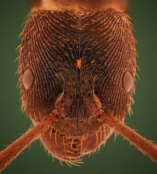 Microscopic Head Detail Of Tooth Ant Odontoponera SP, Arthropoda Phylum, Ponerinae Subfamily