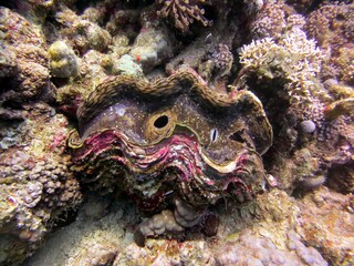 red sea fish and coral reef