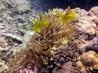 clown fish