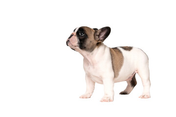 French bulldog puppy is standing and looking up