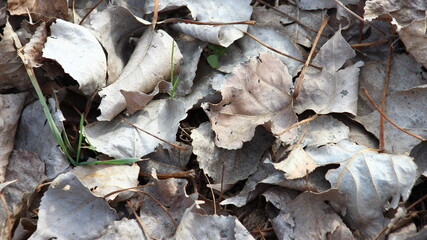 close-up leaf