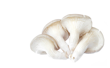 Oyster Organic mushroom isolated on white background. Back view. Concept : Edible cultivated fungi. Organic fresh food. Agriculture crops.