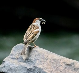 Selective focus shot of a house sparrow bird eating mayflies perched on the rock