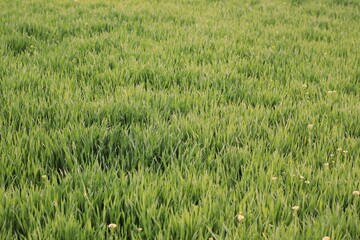 green grass in the wind