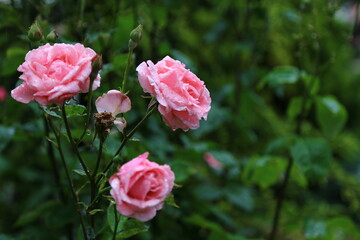 Fototapeta premium pink roses in garden rain