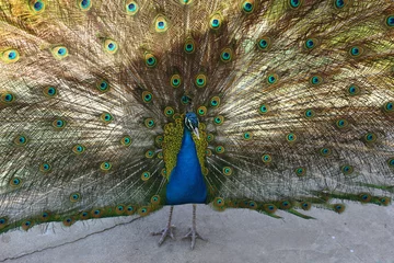 Fotobehang peacock with feathers spread © MahmutSami