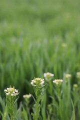 grass and flowers
