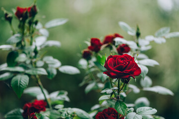 Close up of beautiful classic red garden roses