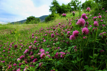 first flowers of spring