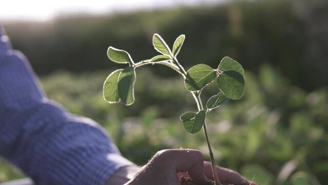 The farmer holds a sapling of a leguminous plant in his hands. The farmer checks the harvest in the agricultural field. Ecological concept of planet protection.