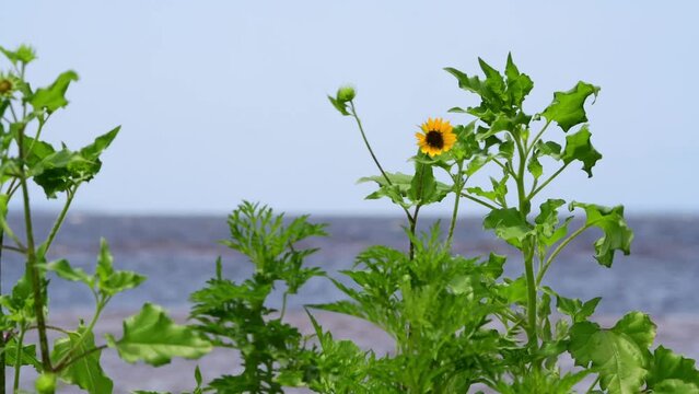 Wild Beach Sunflowers blow wildly on a windy day