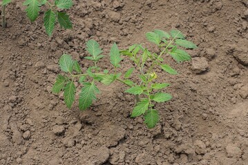 one green tomato bush in gray dry earth in a summer garden