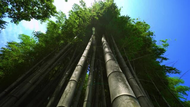Close-up of wide-angle view of bamboo forest park from variety of plants on spring day. Bamboo green leaves and bamboo tree in natural forest. kind of descent, rotation of amera in circle.