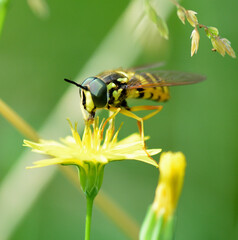 Owad na kwiatku © Hanna