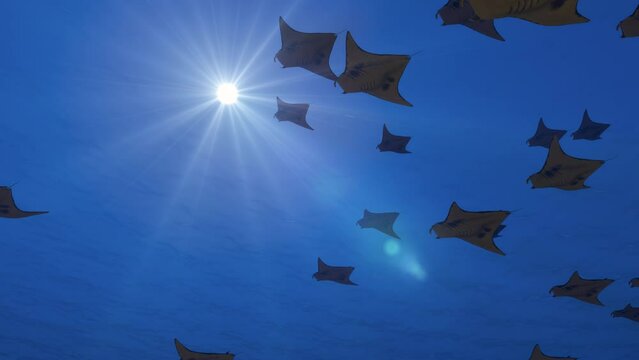 Animation of a shoal of manta rays backlit and reflections of the sun's rays on the water surface and lens flares. Visualization on the topic of environmental problems in the world's oceans.