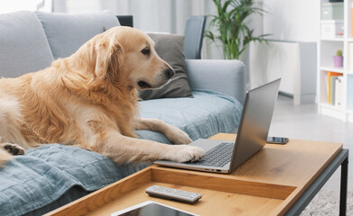 Funny dog using a laptop at home
