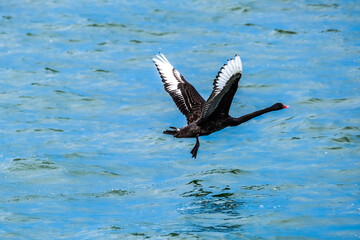 A black swan (Cygnus atratus) during take off on a sea. No people. Copy space