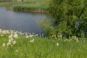 Fototapeta premium Meadow with lots of colorful spring flowers on sunny day. Nature floral background in early summer with fresh green grass. Summer day.