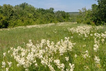 Meadow with lots of colorful spring flowers on sunny day. Nature floral background in early summer with fresh green grass. Summer day.