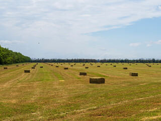 Bales of hay in the field. Hay is compacted into rectangular bales in an agricultural field under a...