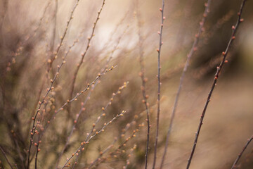 spring cityscape blooming bush