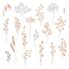 Inflorescences of wild cereals. Dried flowers.