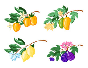 Vector illustration with birds on a pomegranate branch with fruits and flowers isolated on white. Can be used for poster, packing, fabric, invitation or scrapbook