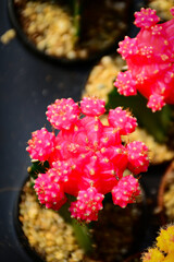 pink and yellow flowers