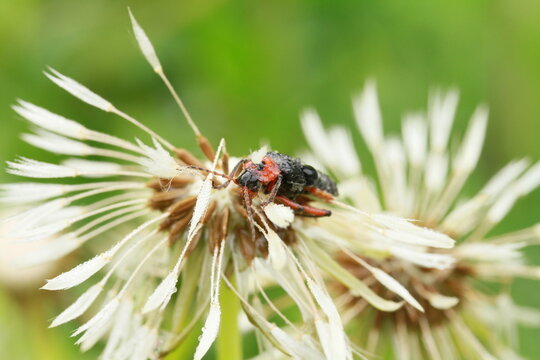 fleurs du jardin et leurs insectes