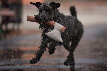 dog running with an ax