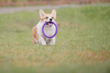 corgi running with a puller