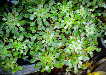 green leaves background