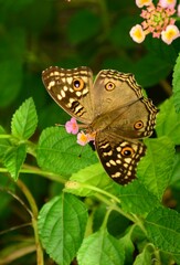 butterfly on leaf