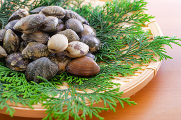 竹ざるに盛った新鮮なアサリ