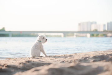 white schnauzer on the beach