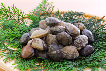 竹ざるに盛った新鮮なアサリ