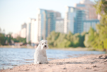 white schnauzer on the beach