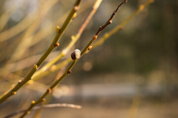 branches of a flowering bush in the spring in the sun