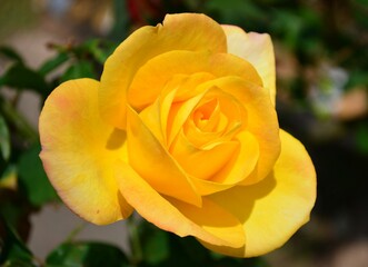 yellow rose in garden