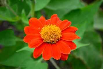 orange dahlia flower