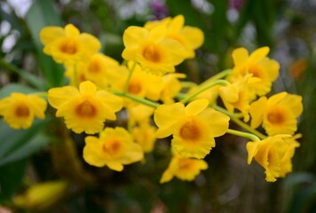 yellow daffodils in spring