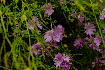 Bienen brauchen blühende Blumen