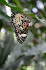 butterfly on a tree