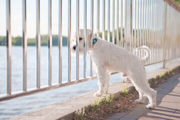 white schnauzer on the beach