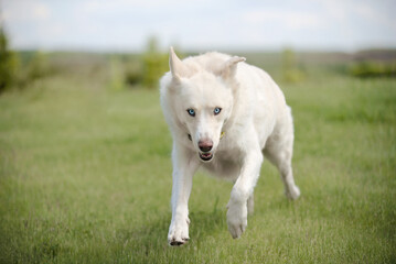 white dog running on the grass